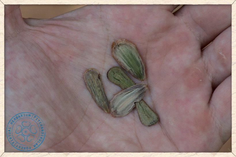 Hardwickia binata seeds