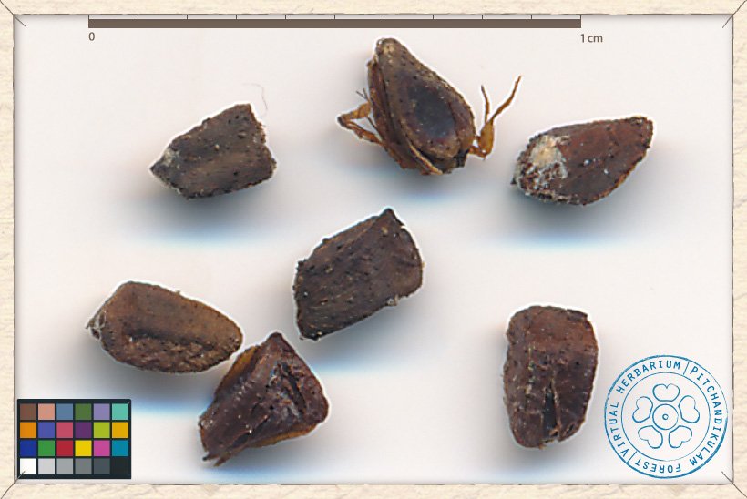 Helicteres isora seeds