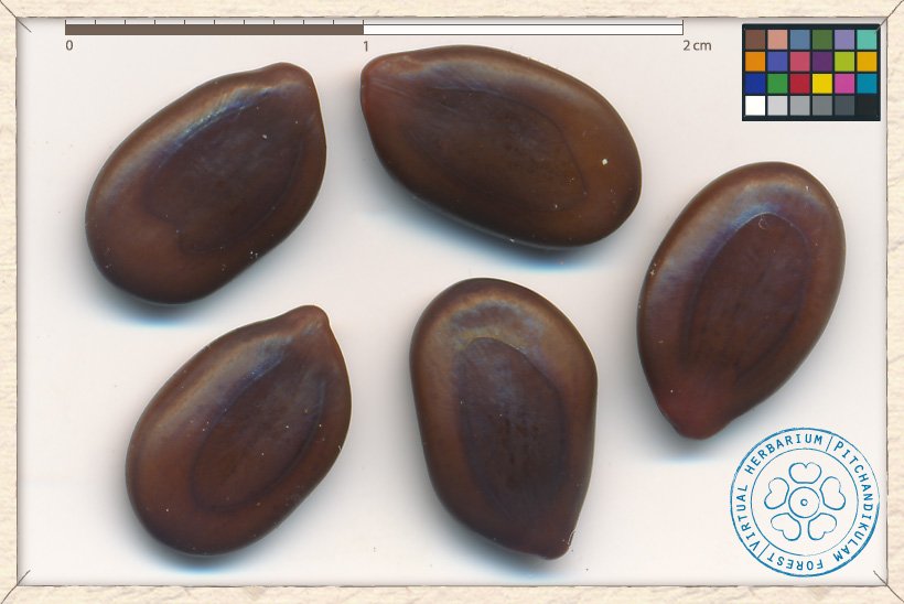 Leucaena leucocephala seeds