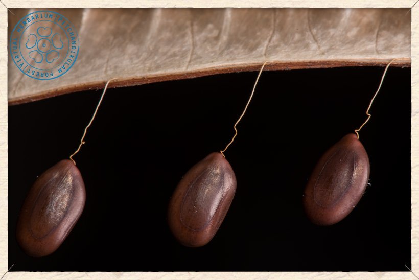 Leucaena leucocephala hanging seeds (attached to the fruit by its extensible funicle)