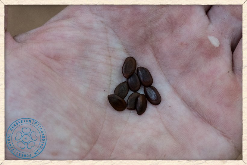 Leucaena leucocephala seeds