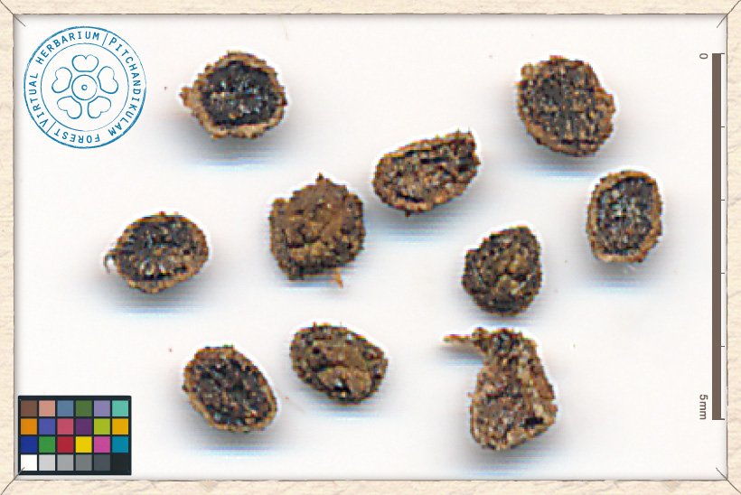 Mitragyna parvifolia seeds