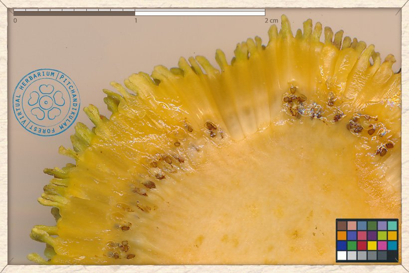 Neolamarckia cadamba tiny seeds