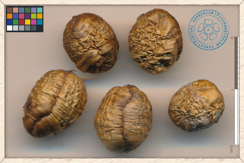 Monoon longifolium seeds