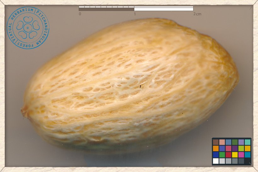 Spondias pinnata stone