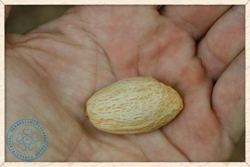 Spondias pinnata stone