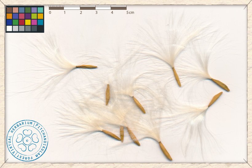 Wrightia tinctoria seeds