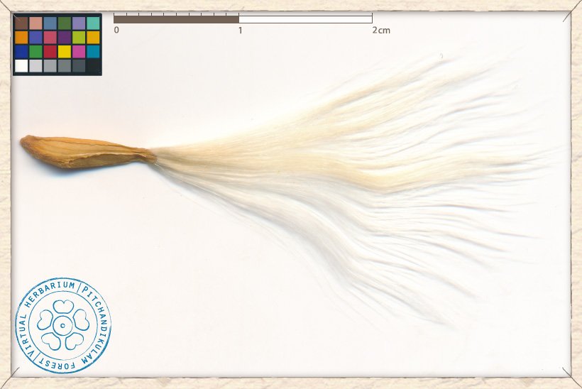 Wrightia tinctoria seed