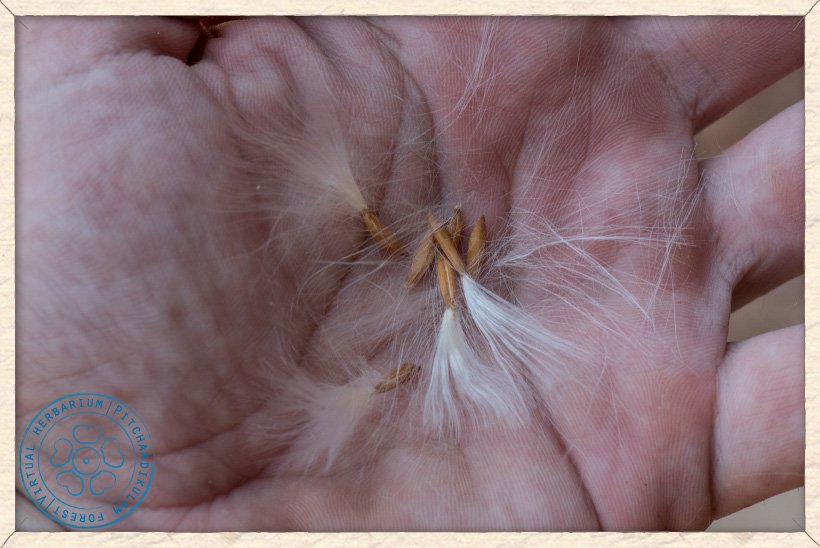 Wrightia tinctoria seeds