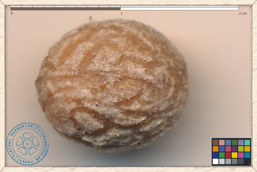 Ziziphus jujuba stone