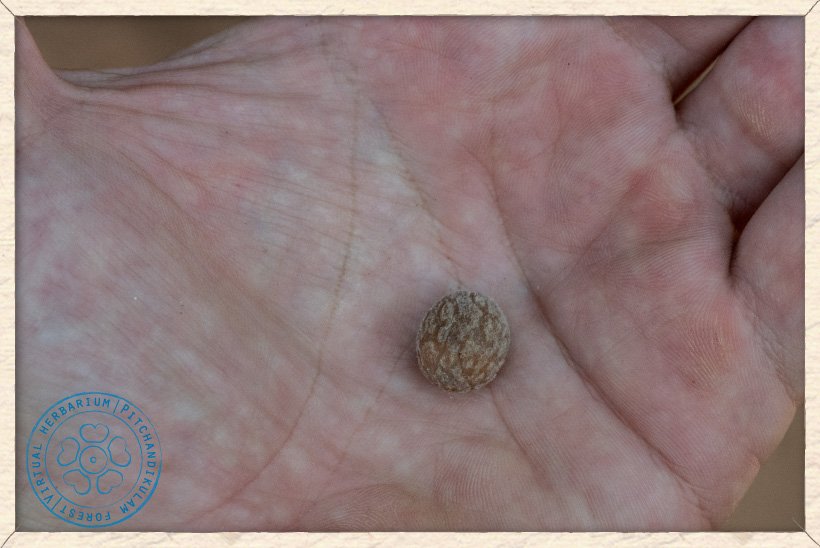 Ziziphus jujuba stone