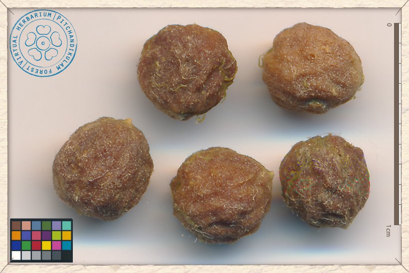 Ziziphus oenopolia stones