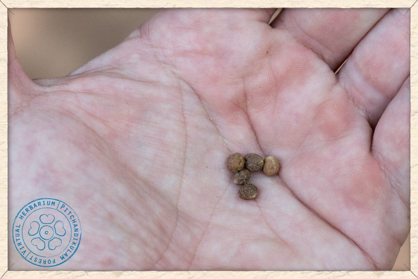 Ziziphus oenopolia stones