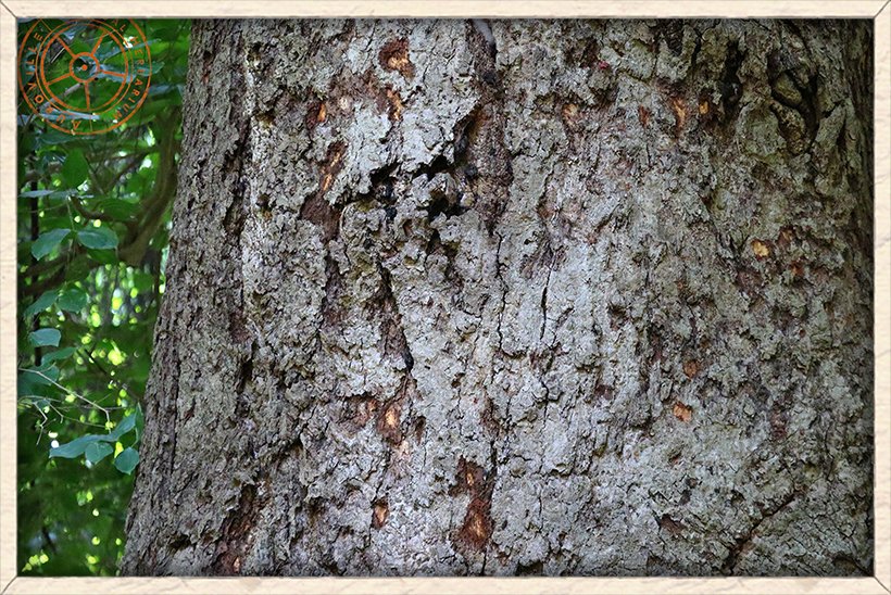 Bombax ceiba trunk of a mature tree