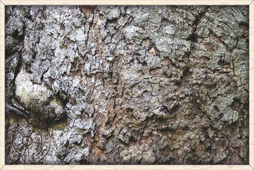 Bombax ceiba rough bark of a mature tree