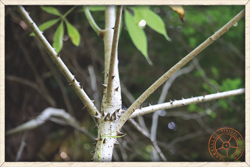 Bombax ceiba stem with thorns branching out in a young plant