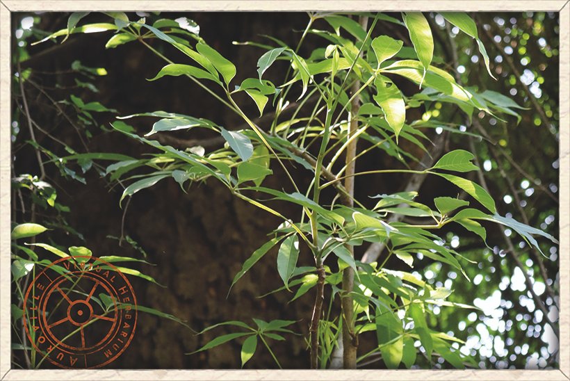 Bombax ceiba stem with long petiole and leaves