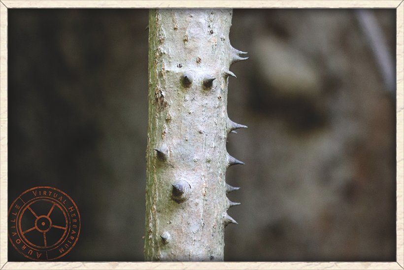 Bombax ceiba straight and conical thorns found in a young plant