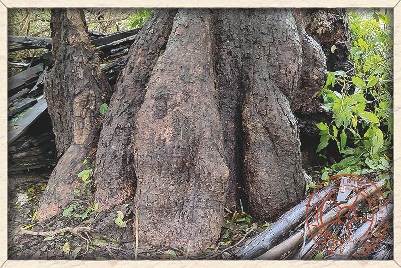 Bombax ceiba trunk of a mature tree