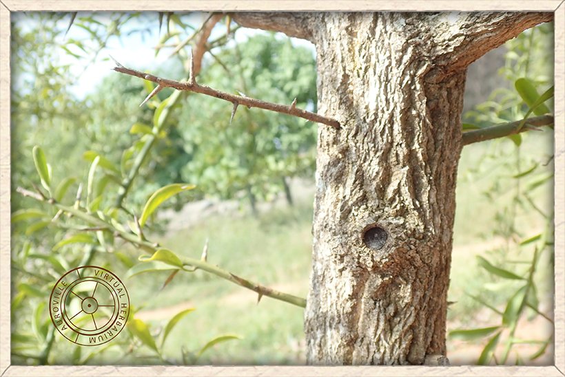 Balanites roxburghii bark with thorns