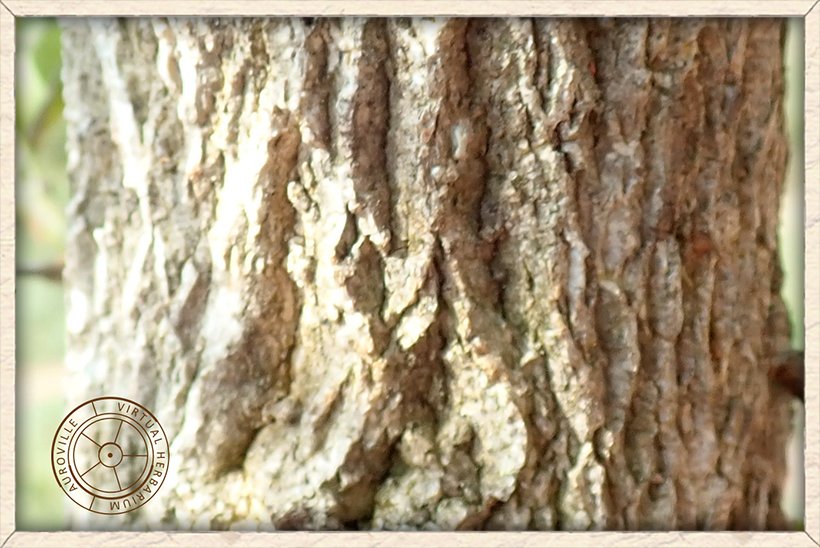 Balanites roxburghii rough bark of a young tree