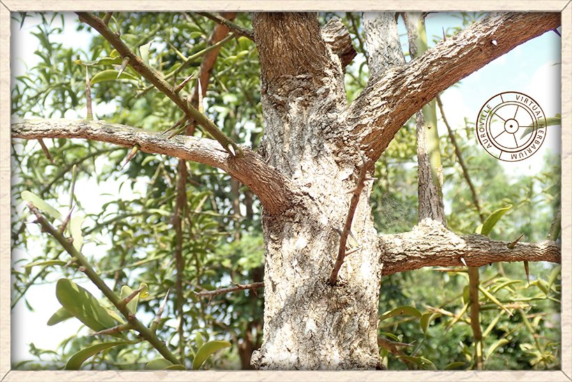 Balanites roxburghii stem of a young tree