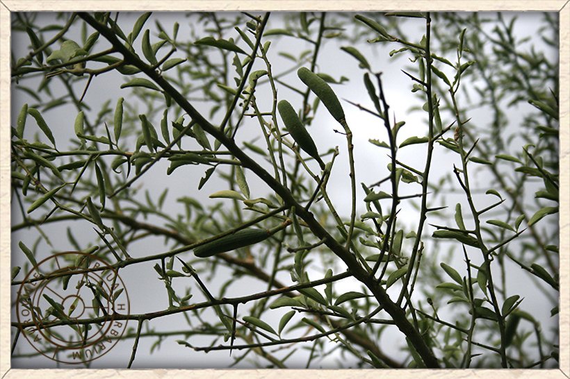 Balanites roxburghii  green stem with undeveloped green fruits