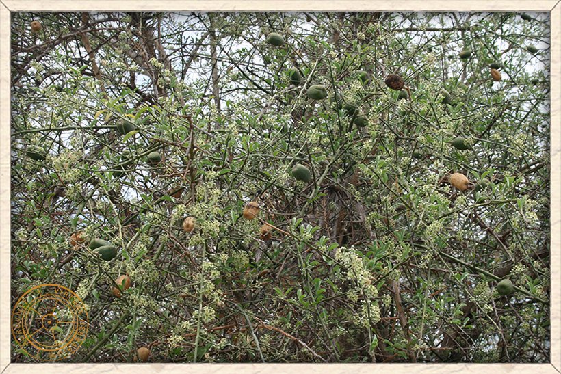 Balanites roxburghii long spiny branches