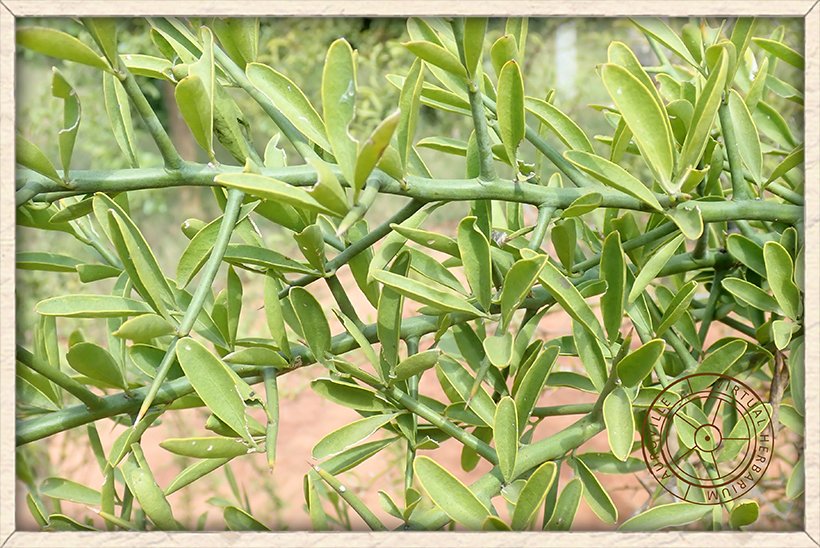 Balanites roxburghii green stem of a young tree