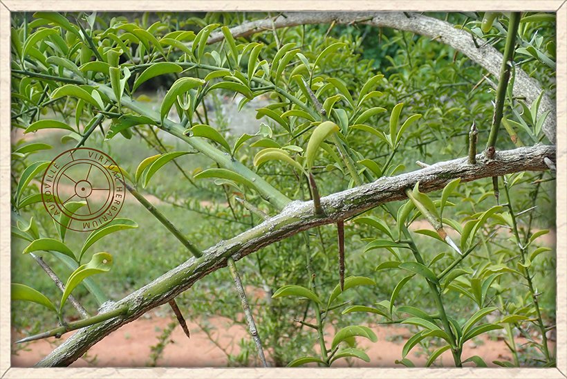 Balanites roxburghii green stem of a young tree