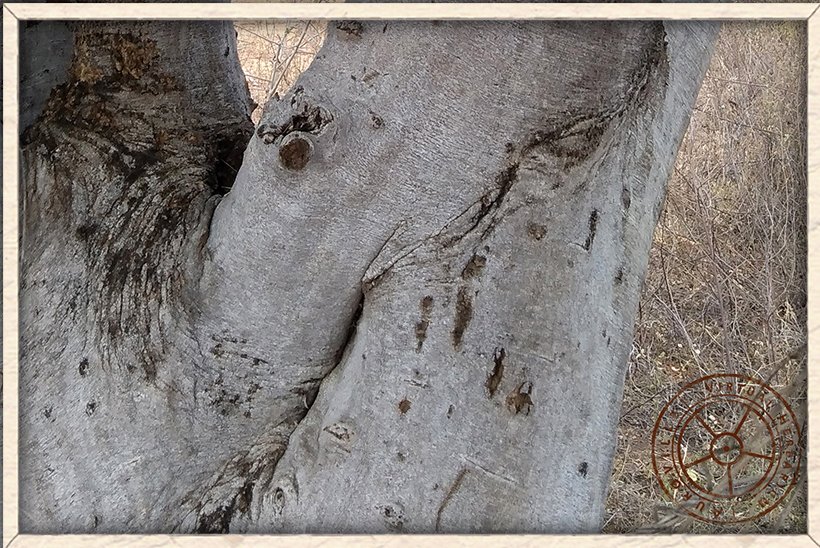 Maerua apetala white grey bark