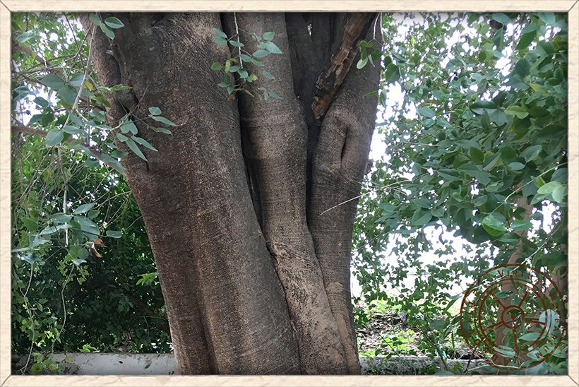 Maerua apetala smooth bark of an ancient tree