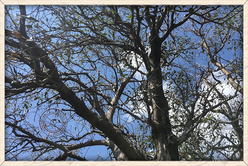 Maerua apetala stem arrangement