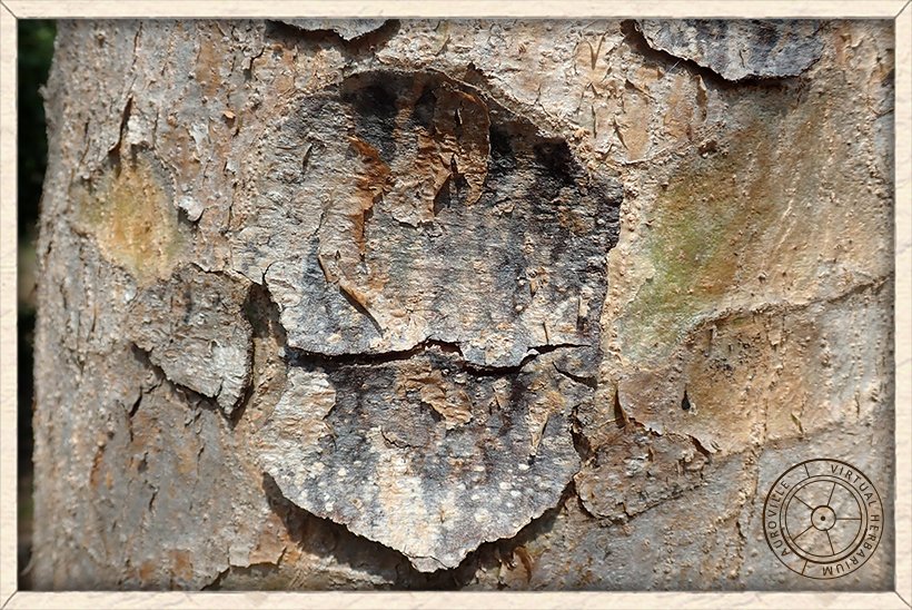 Boswellia serrata bark exfoliating in thin, papery flakes