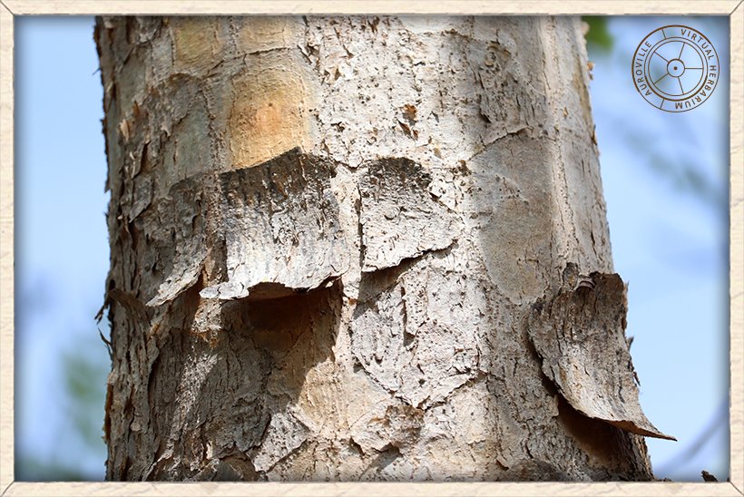 Boswellia serrata exfoliating trunk