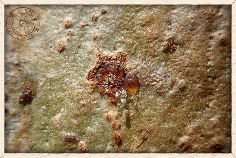 Boswellia serrata trunk exuding transparent gum-resin known for the production of Indian frankincense