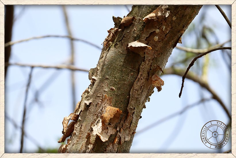 Boswellia serrata stem exfoliating in thin, papery flakes