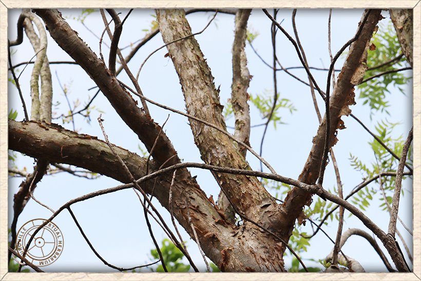 Boswellia serrata stem arrangement