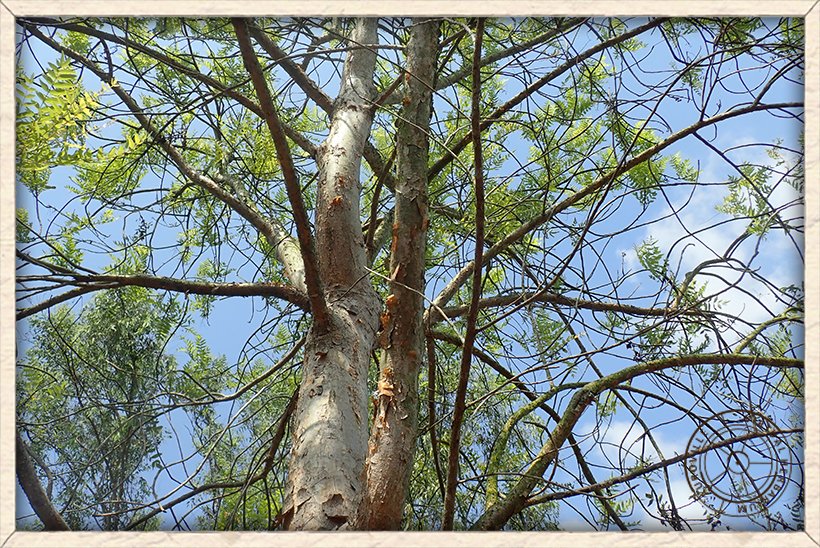 Boswellia serrata silvery white bark of main stem