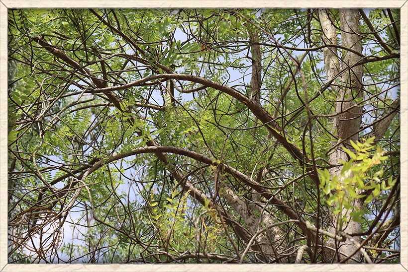 Boswellia serrata stem dropping habit