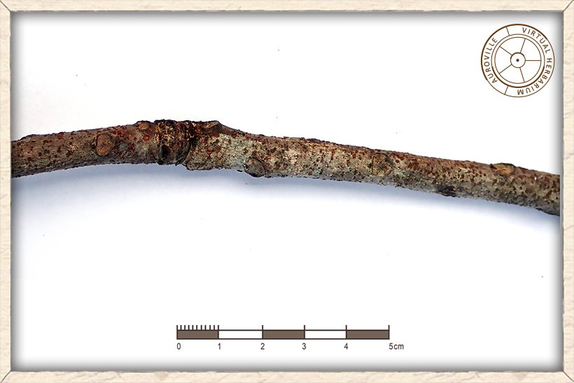 Boswellia serrata branchlet