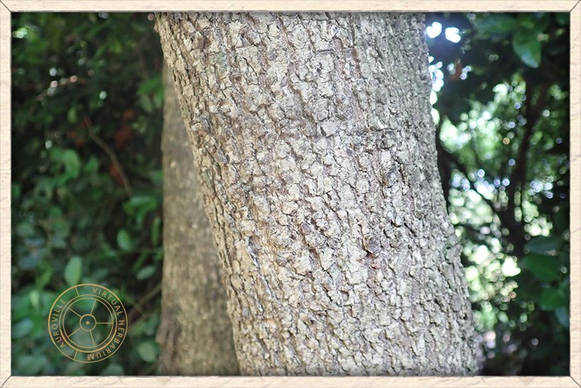 Schleichera oleosa bark