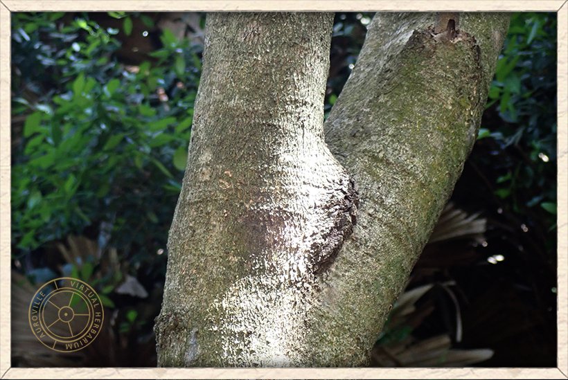 Schleichera oleosa trunk