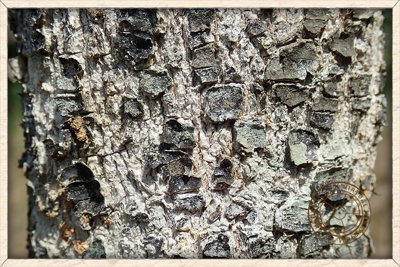 Schleichera oleosa bark flaking off in irregular scales