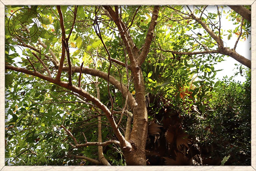 Schleichera oleosa stems