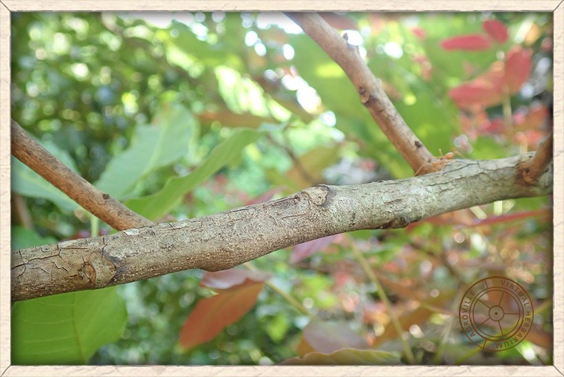 Schleichera oleosa branchlet