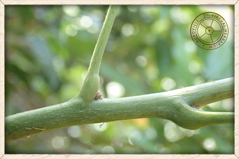 Schleichera oleosa leaf petiole with swollen base
