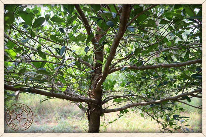 Suregada lanceolata main stem