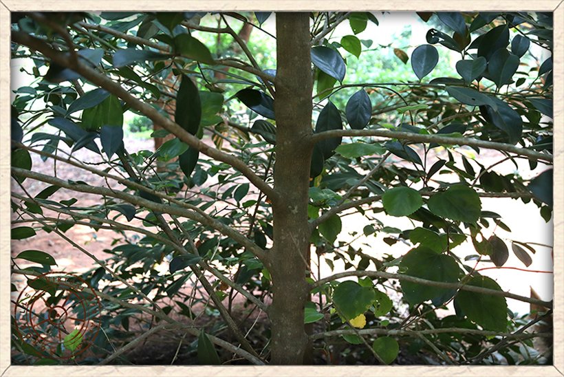 Suregada lanceolata stem arrangement