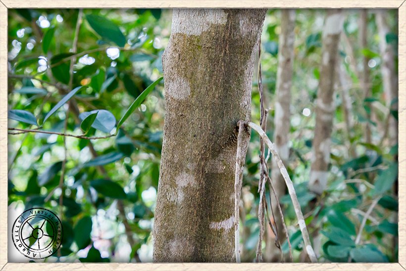 Suregada lanceolata young stem bark